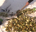 В Тульской области уничтожили более 70 кг польских груш