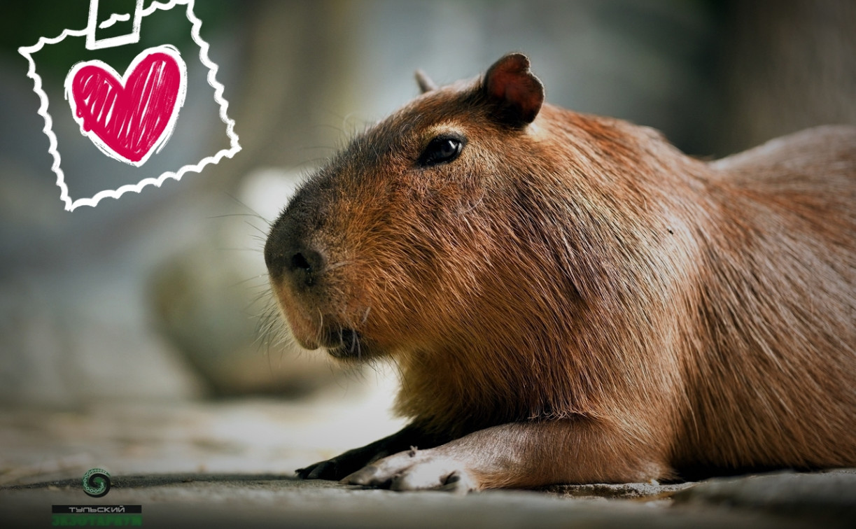 В День всех влюбленных тулякам предлагают признаться в любви… капибаре