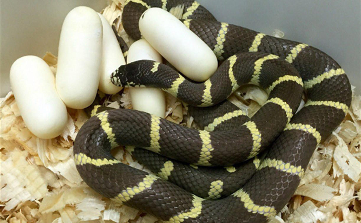 В Тульском зооэкзотариуме ожидается многочисленное потомство ужеобразных змей