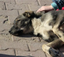 Как в Туле решается проблема бродячих собак