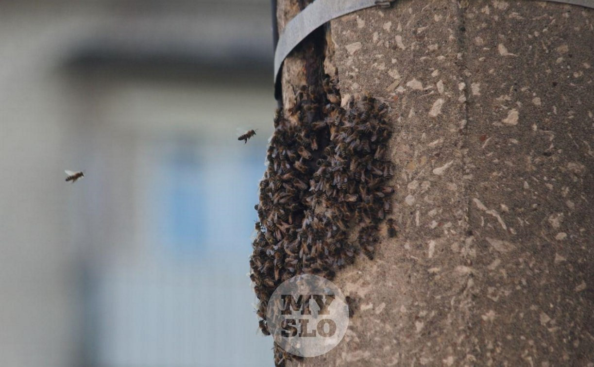 В Туле пчёлы оккупировали фонарный столб в жилом дворе