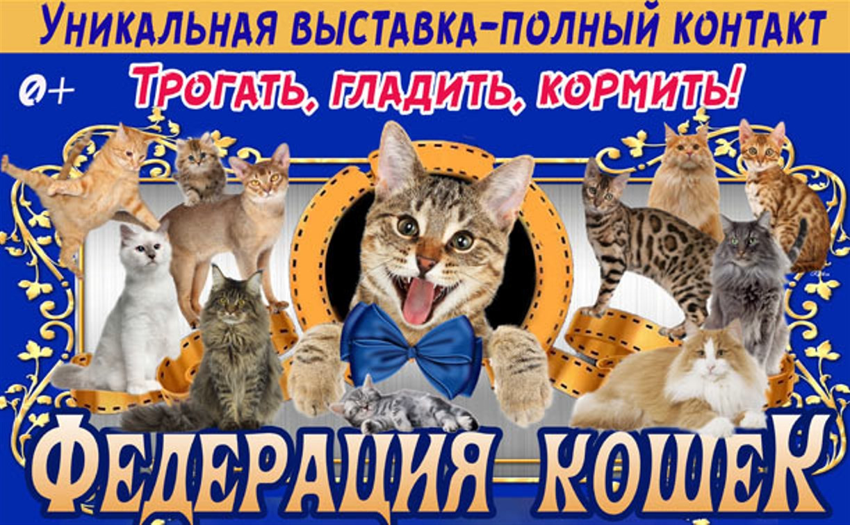 Туляков приглашают на уникальную контактную зоовыставку «Федерация кошек»