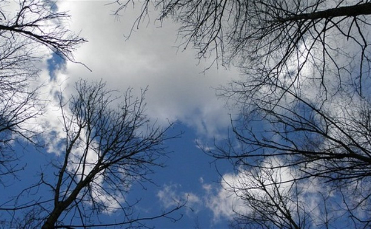 Погода в Туле 25 марта: облачно, сухо, до +9 градусов