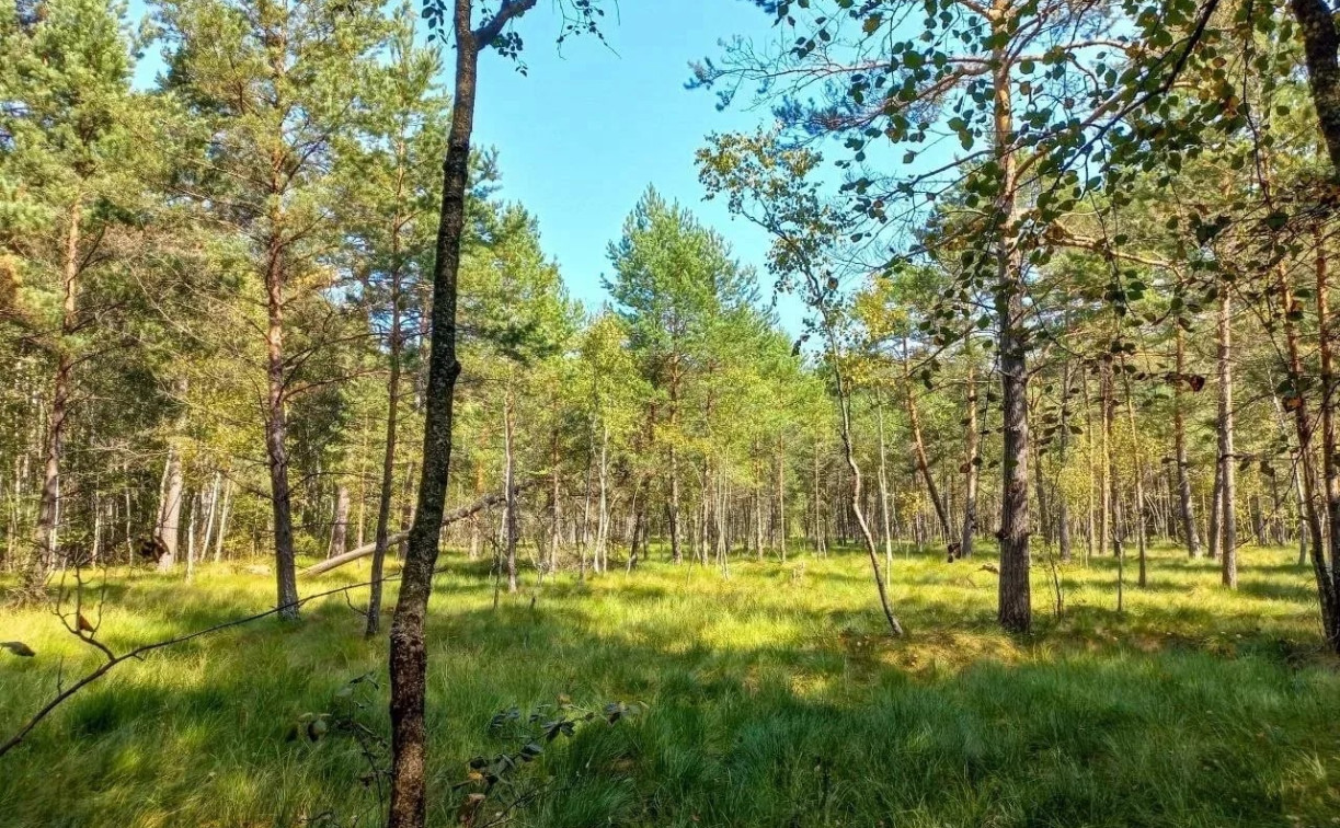 «Сибирская тайга» в Белёвском районе: там охраняют уникальное болото «Клюква»