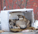 Приют для животных построят совместно с Ленинским районом