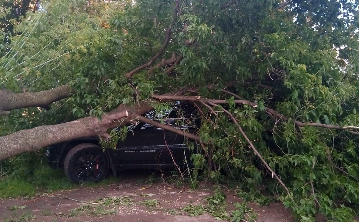 На улице Декабристов в Туле на Jeep Grand Cherokee упало дерево