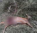 У деревни Кукуй в Новомосковске браконьер застрелил косулю