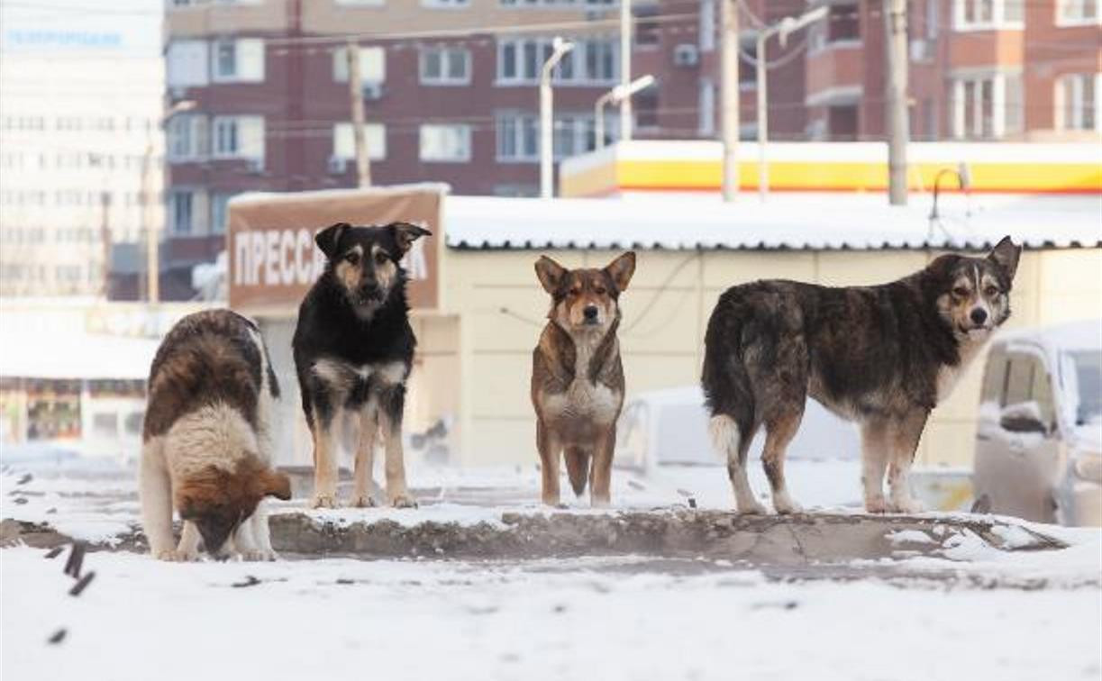 В Новомосковске бродячие собаки покусали 22 ребенка: с администрации МО взыскали 455 тыс. рублей