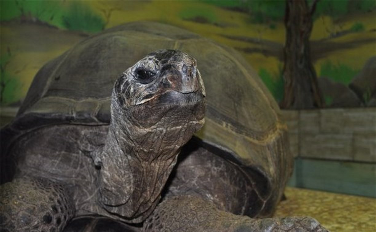 В Тульском экзотариуме умерла 150-летняя черепаха