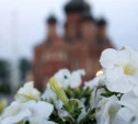 90 тысяч цветов высадят в Туле ко Дню Победы