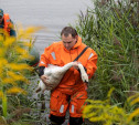 В Туле спасли лебедя с одним крылом: трогательный репортаж