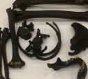 Стало известно, кому принадлежали кости, найденные на ул. Металлистов в Туле
