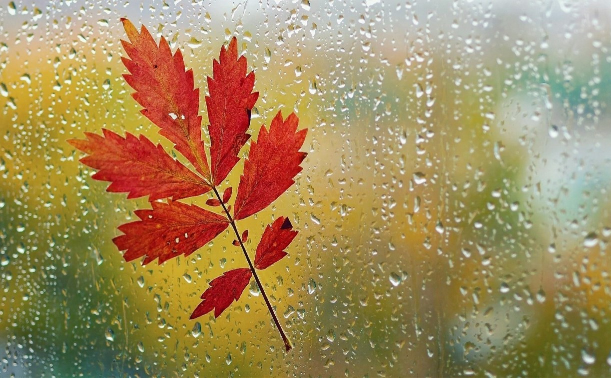 Погода в Туле 4 октября: до 12 градусов тепла, дождь и облачность