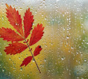 Погода в Туле 4 октября: до 12 градусов тепла, дождь и облачность
