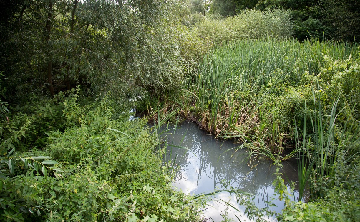 В реку Иншинку несколько лет стекает канализация