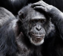 Вспышка оспы обезьян в мире: дойдет ли она до России