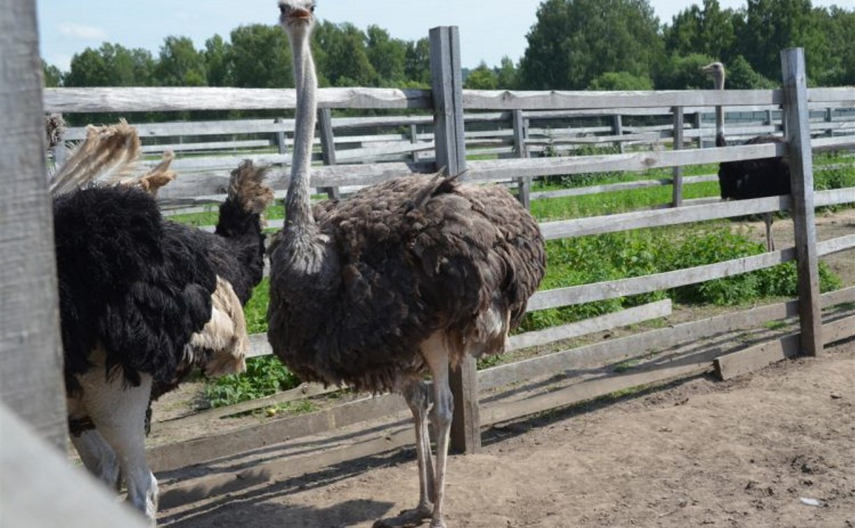 «Сыграли на чувствах людей»: новость о закрытии фермы «Алексин-страус» оказалась фейком