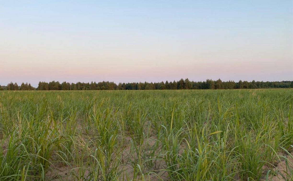 Ловушка для CO2: в Тульской области будет реализован уникальный климатический проект