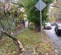 На ул. Тимирязева машина повалила дерево после ДТП с такси