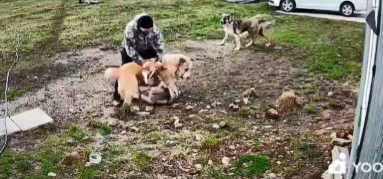 В Туле агрессивные алабаи на самовыгуле терроризируют коттеджный поселок 