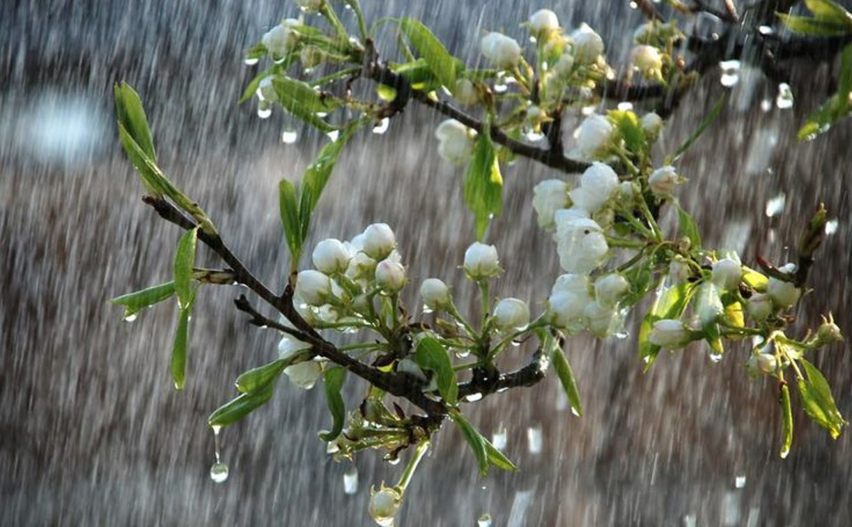 Погода в Туле 23 марта: дождь, облачность и потепление