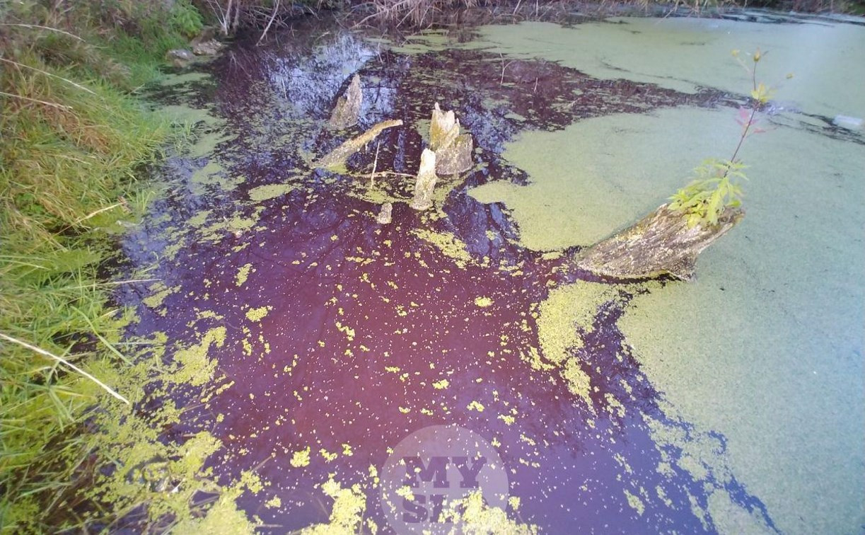 Вода в пруду в поселке Михалково окрасилась в «кровавый» цвет