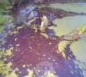 Вода в пруду в поселке Михалково окрасилась в «кровавый» цвет