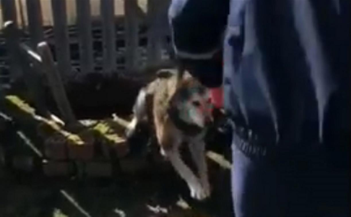 В Щёкинском районе сотрудники МЧС спасли провалившуюся в колодец собаку: видео