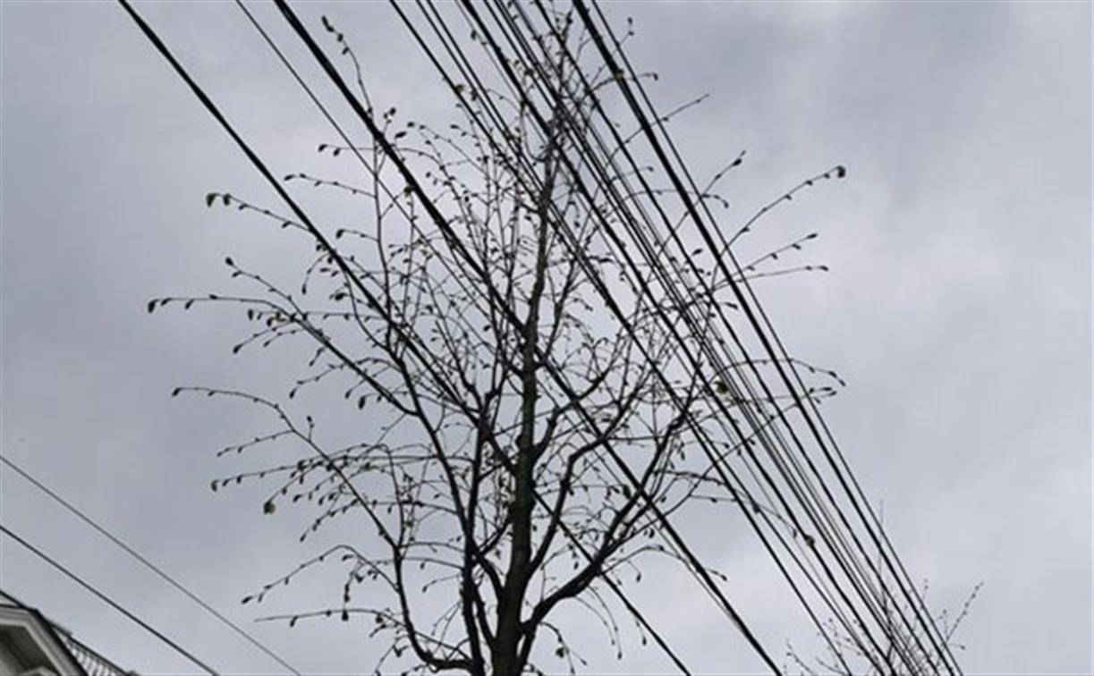 На пр. Ленина деревья упираются в провода: прокуратура проводит проверку
