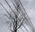 На пр. Ленина деревья упираются в провода: прокуратура проводит проверку