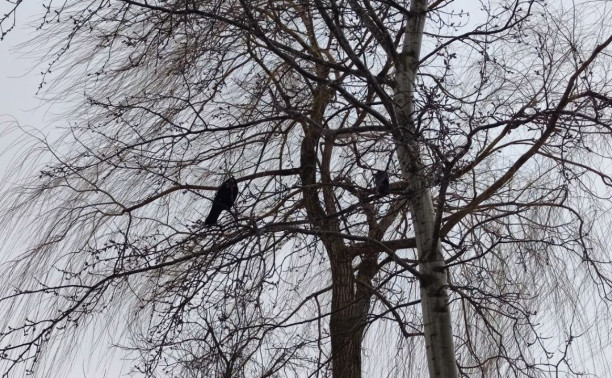 Погода в Туле 17 декабря: скользко и без существенных осадков