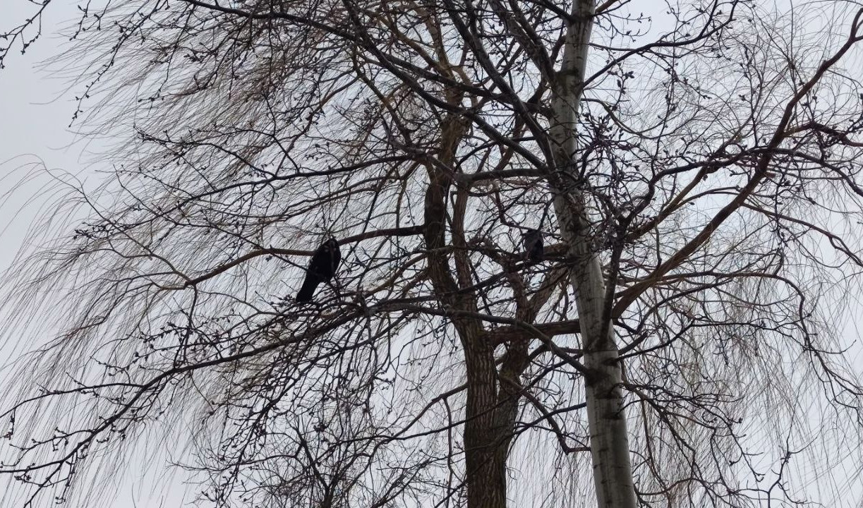 Погода в Туле 17 декабря: скользко и без существенных осадков