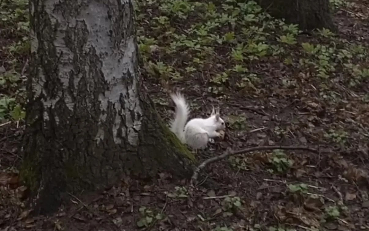 В Центральном парке появились белки с редкой мутацией