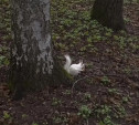 В Центральном парке появились белки с редкой мутацией