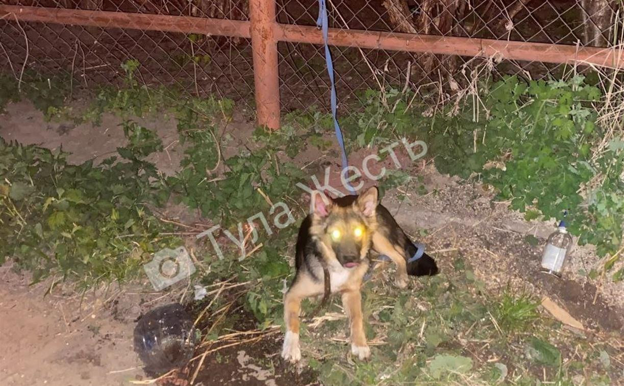 В Туле неизвестные бросили щенка, привязанного к забору