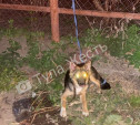 В Туле неизвестные бросили щенка, привязанного к забору