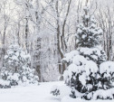 Погода в Туле 22 января: мороз и гололедица
