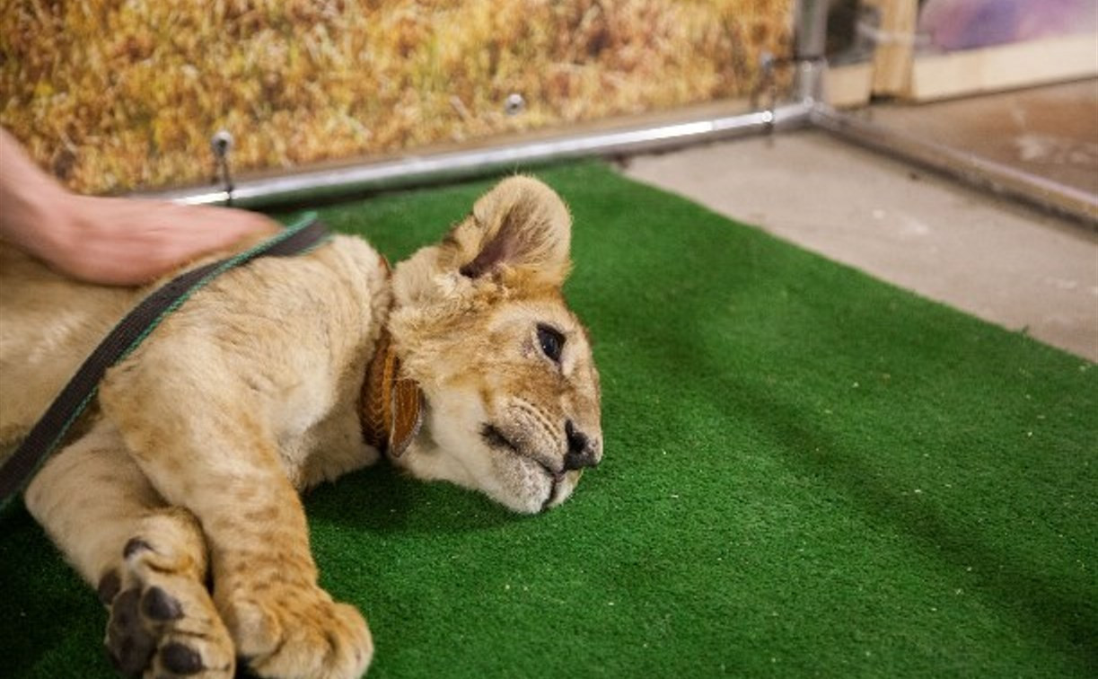 Зоозащитники потребовали запретить контактные зоопарки 