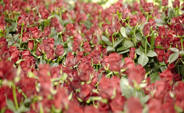 ООО «Чеховский сад» продавало розы без карантинного сертификата