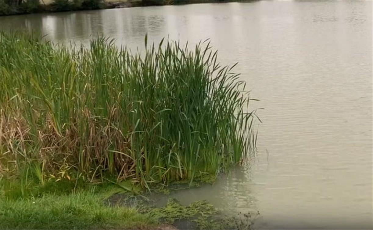 Дохлая рыба и неприятный запах от пруда: жители Узловского района обратились за помощью к экологам