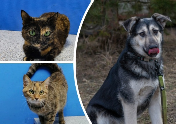 В Туле пройдет выставка-пристройство кошек и собак «Машина добра»