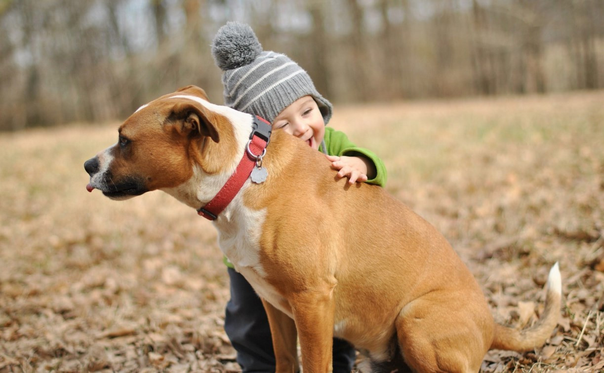 Собак признали лучшим лекарством от детской тревожности