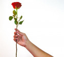 Стилист советует мужчинам на 8 Марта подарить женщине один цветок 