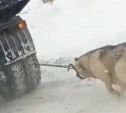Туляки возмущены видео с самосвалом, за которым бежит привязанная к нему собака