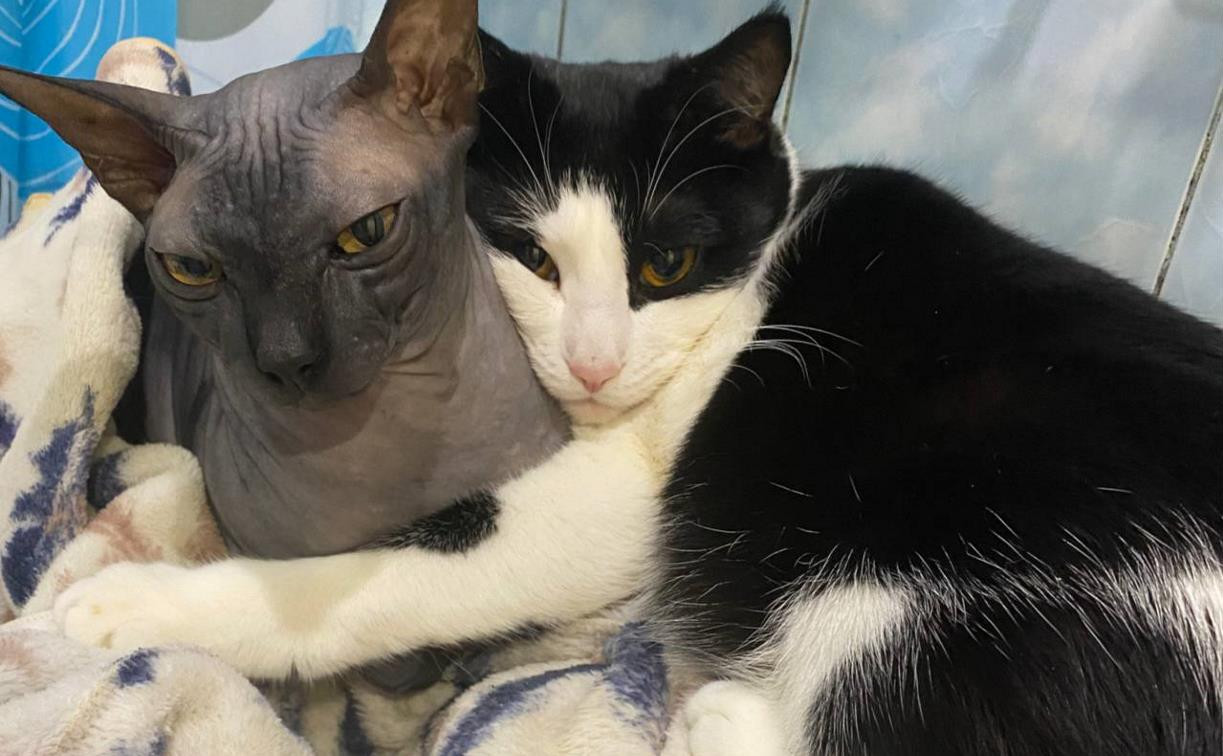 Международный день кошек: читатели Myslo поделились фотографиями своих любимцев