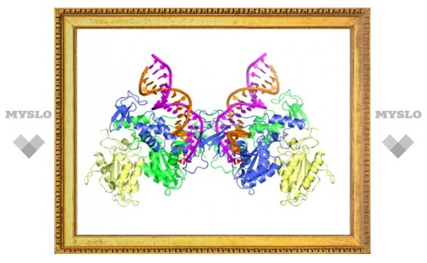 Ученые выяснили структуру ключевого фермента ВИЧ