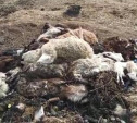 Прокуратура обнаружила в деревне под Тулой кладбище овец