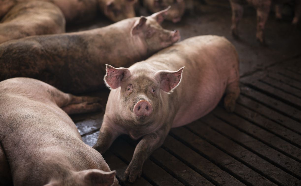 В Туле обнаружили мясо с африканской чумой свиней