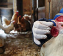 В Тульской области обнаружен птичий грипп