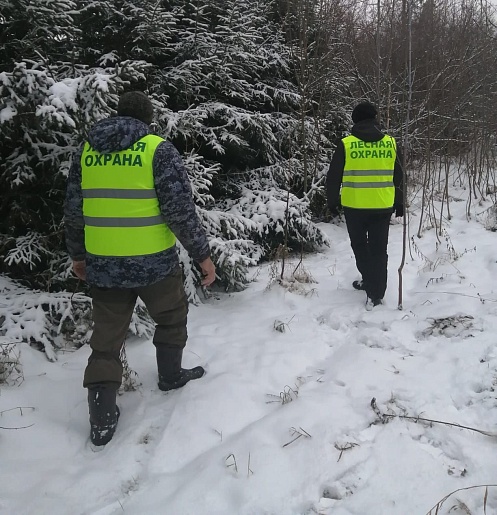 В тульских лесах за новогодние праздники не срубили ни одной елки 